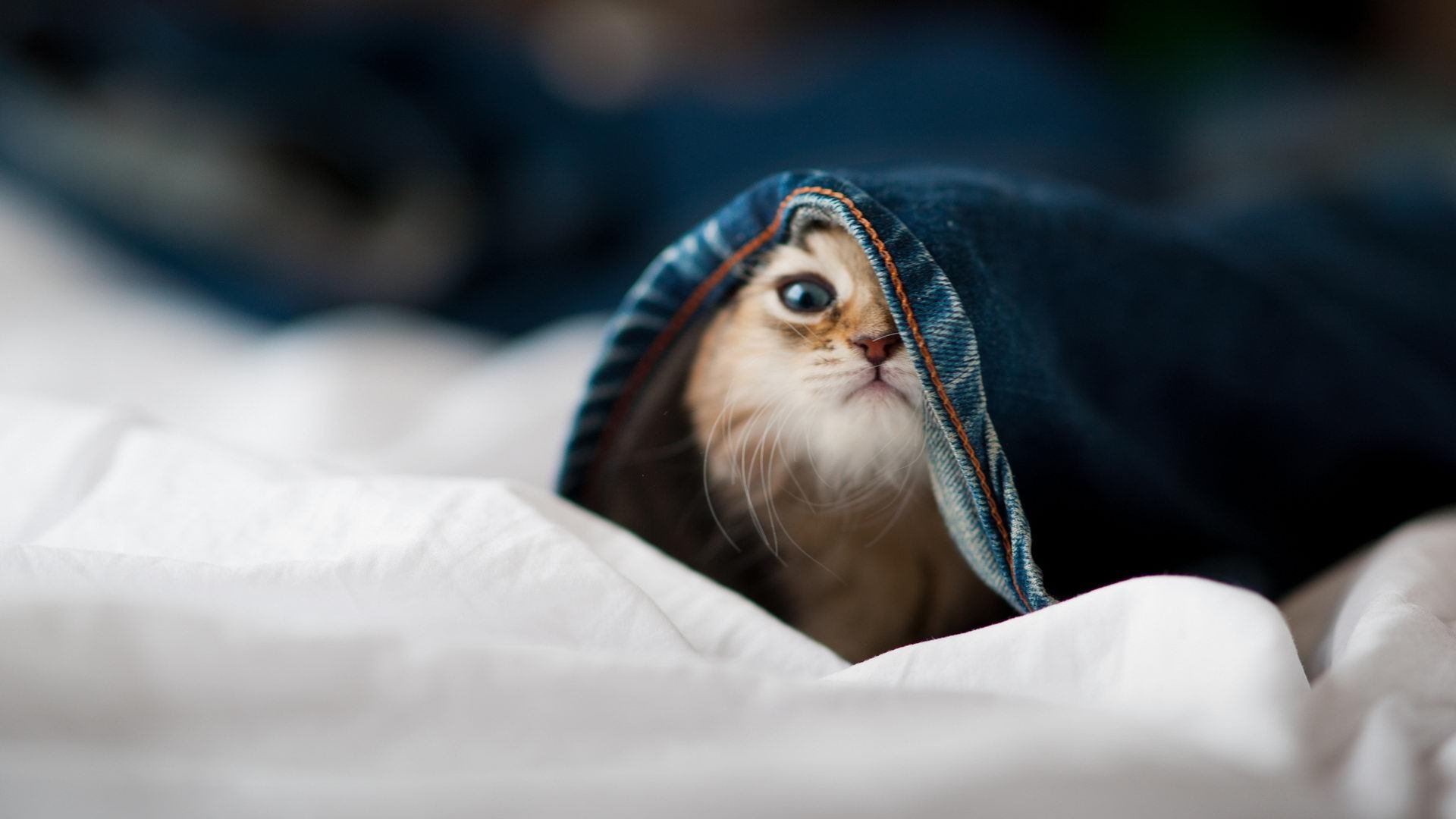 篮球专项技能训练中的技术细节分析,篮球专项技能训练中的技术细节分析怎么写