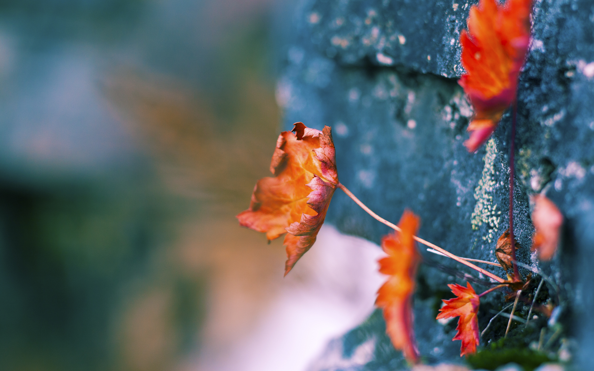 足坛新兴力量:非传统强队的崛起之路,新兴足球明星