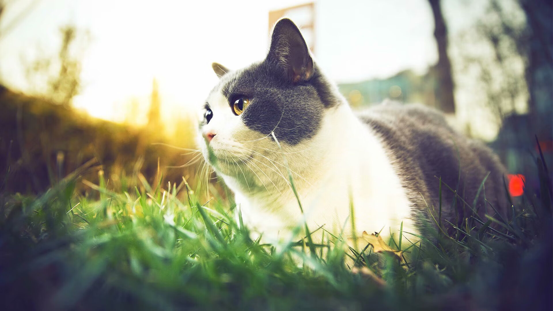 FIFA世俱杯-体育新闻中心上线体育行业趋势智能监测平台，专业的体育新闻网站