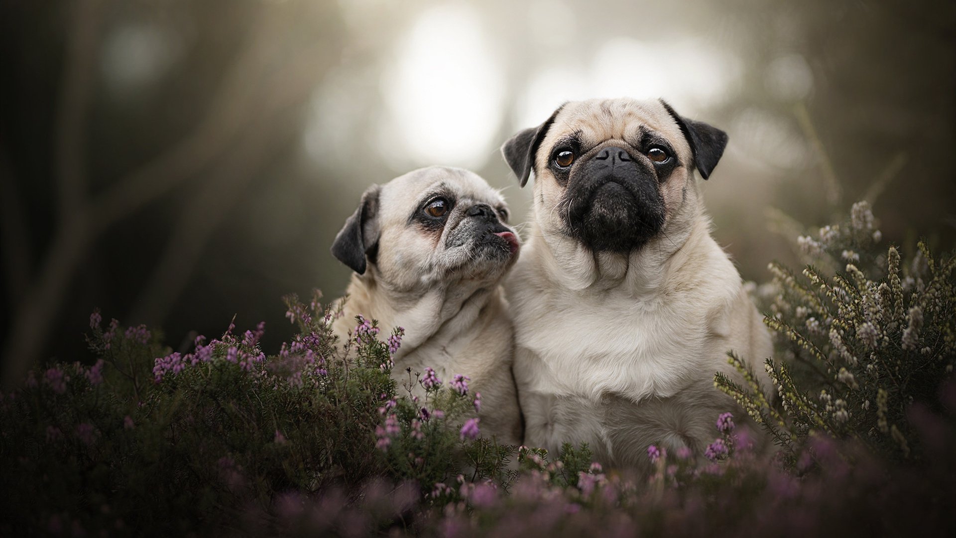 2025世俱杯-前锋是否需参与更多低位组织任务，前锋的活动范围